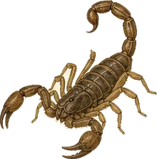 Stripe-tailed Scorpion