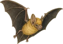 Little Yellow-eared Bat