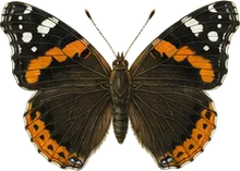 Red Admiral