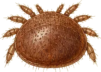 Varroa Mite