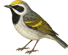 Golden-winged Warbler