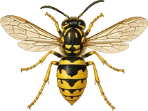 Southern Yellowjacket