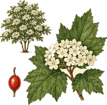 Mapleleaf Viburnum