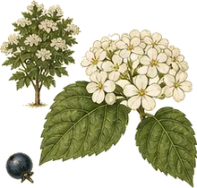 Arrowwood Viburnum