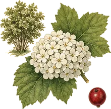 Highbush Cranberry