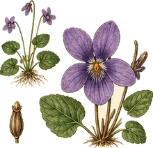 Canada Violet