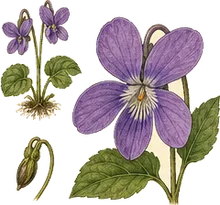 Bird's-foot Violet
