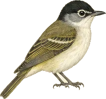 Black-capped Vireo
