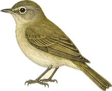 Bell's Vireo
