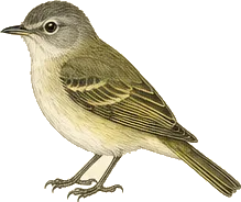 Hutton's Vireo