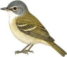 Blue-headed Vireo