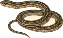 Rough Earth Snake