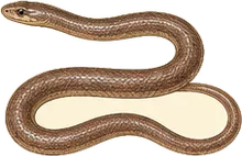 Smooth Earth Snake