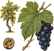 Riverbank Grape