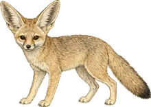 Kit Fox