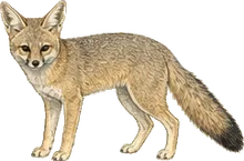 Swift Fox