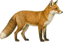 Red Fox