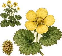 Barren Strawberry