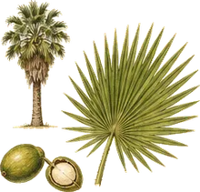 Mexican Fan Palm