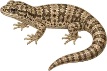 Desert Night Lizard