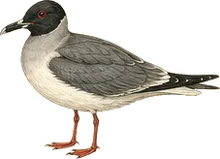 Sabine's Gull
