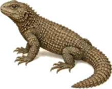 Knob-scaled Lizard