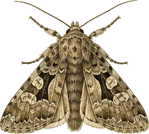 Greater Black-letter Dart