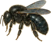 Valley Carpenter Bee
