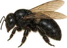 Eastern Carpenter Bee