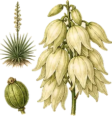 Datil Yucca