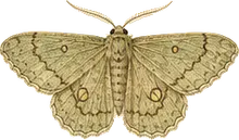 Pine Zale Moth