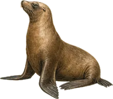 California Sea Lion