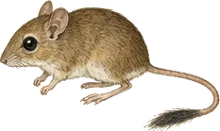 Meadow Jumping Mouse