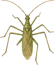 Pale Green Assassin Bug