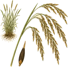 Northern Wild Rice
