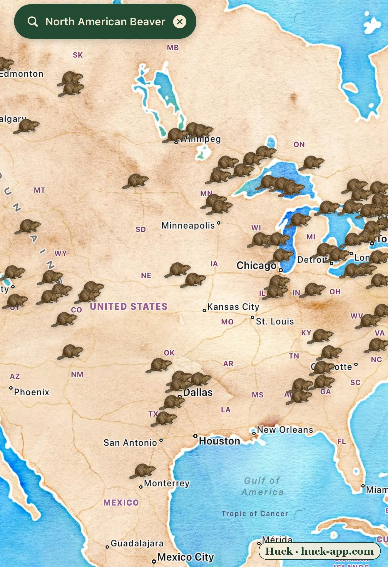 Illustrated map of North America showing beaver sightings across nearly every watershed, dense in the Midwest, Great Lakes, Northeast, and Rockies, thinning only in the desert Southwest