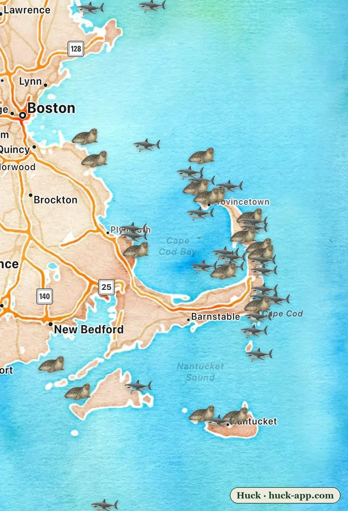 Illustrated map of Cape Cod showing white shark and gray seal sightings clustered along the outer beaches from Provincetown to Monomoy and Nantucket