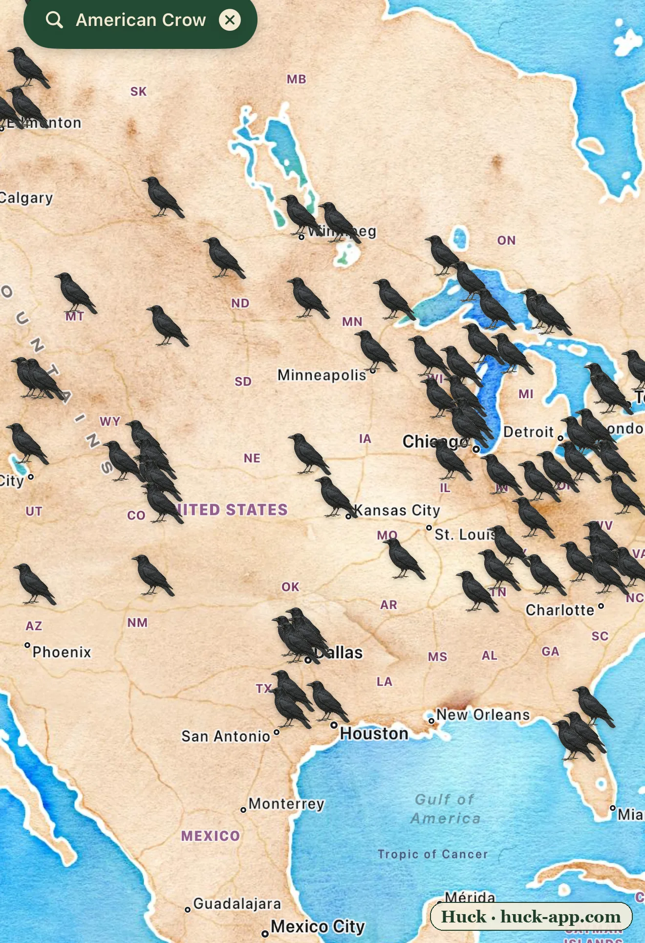 Illustrated map of North America showing American crow sightings blanketing the country, densest across the East, Midwest, and cities