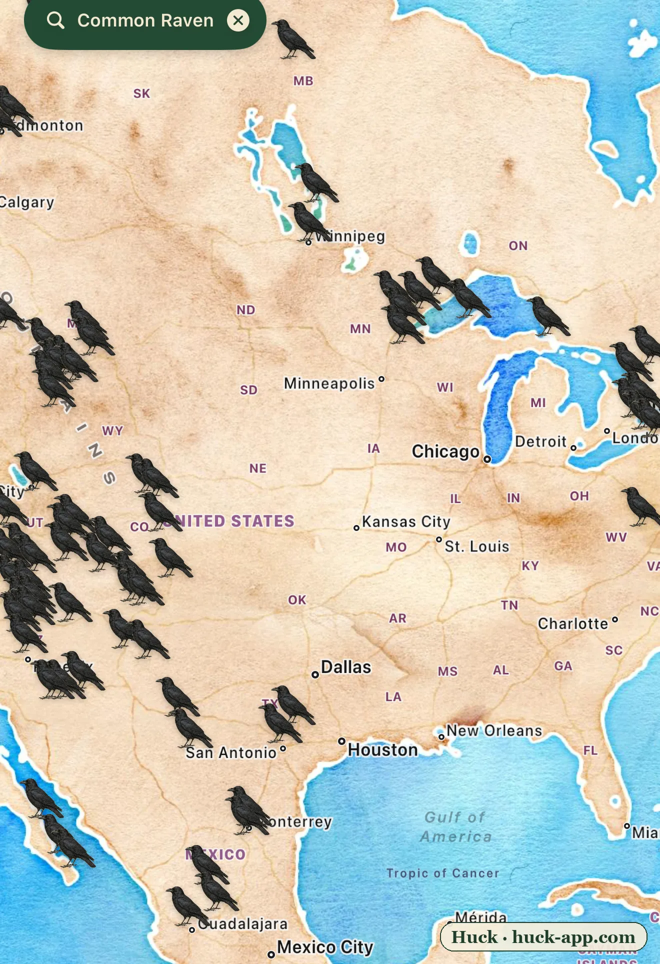 Illustrated map of North America showing common raven sightings dense across the wild West and far North, nearly absent from the Great Plains and Southeast, with a thread of records running back east along the Appalachians