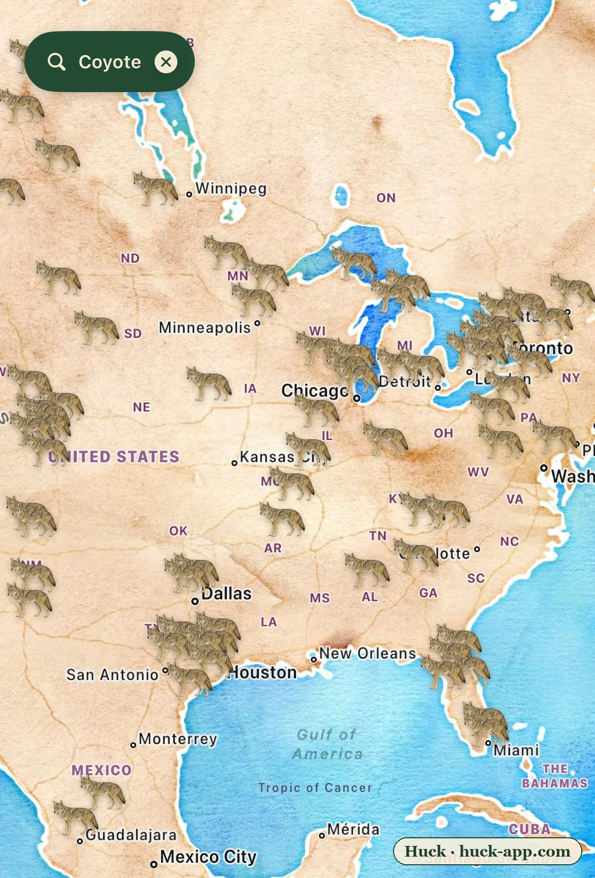 Illustrated map of the United States showing coyote sightings in every mainland state, coast to coast, dense across the Great Lakes, Northeast, Southeast, and Texas