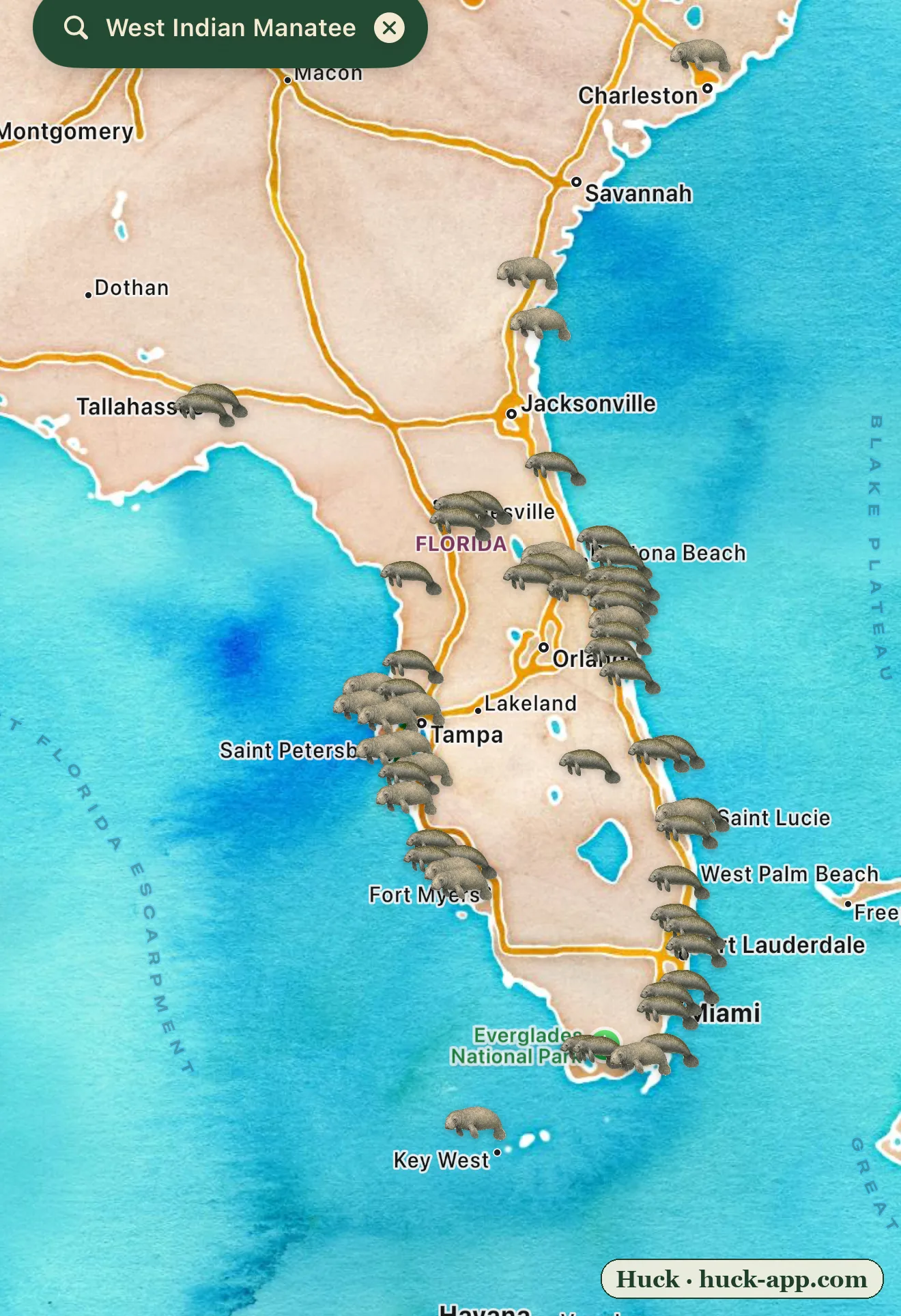 Illustrated map of Florida showing manatee sightings ringing both coasts, dense along the Indian River Lagoon on the Atlantic side and the spring-fed rivers of the Gulf coast, with stragglers north to Georgia