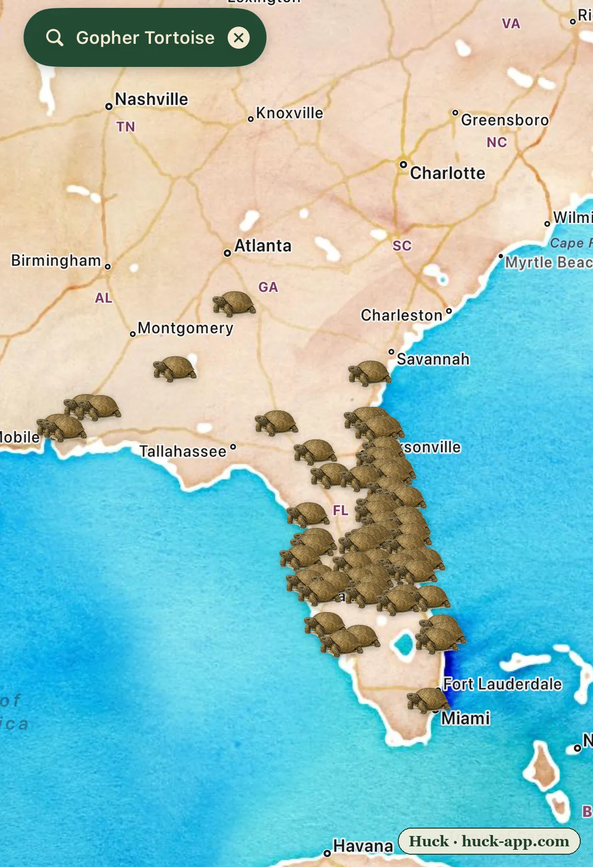 Illustrated map of the Southeastern United States showing gopher tortoise sightings dense across Florida and up into Georgia, coastal South Carolina, and the Alabama Gulf Coast
