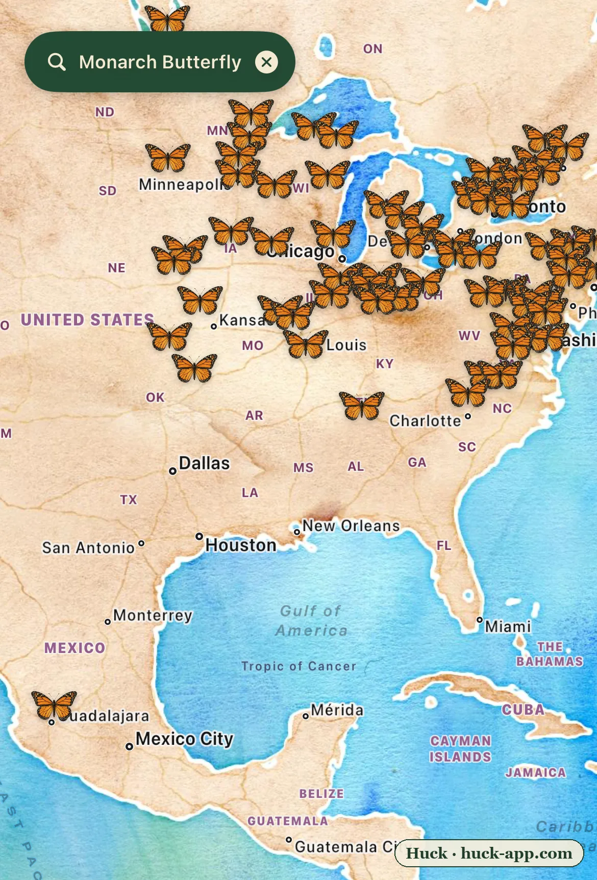 Illustrated map of eastern North America showing monarch butterfly sightings dense across the Midwest and Northeast in late summer, with a single cluster far south near central Mexico where the migration ends