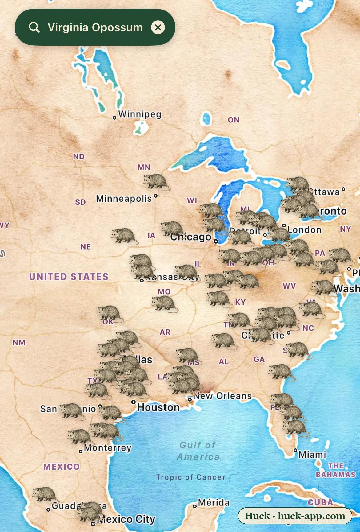Illustrated map of North America showing Virginia opossum sightings dense across the eastern United States and pushing north into Minnesota, Michigan, and Ontario, absent from the arid interior West