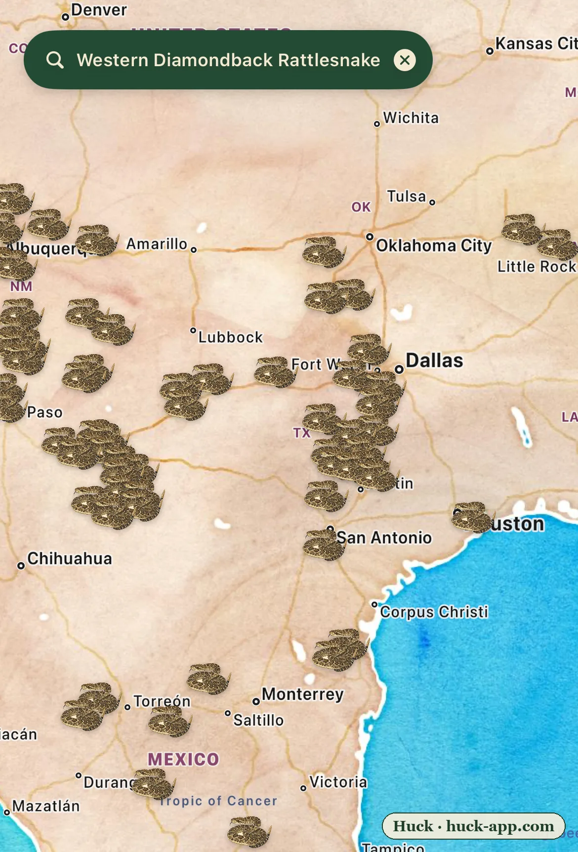 Illustrated map of Texas and the Southwest showing western diamondback rattlesnake sightings blanketing the state, densest across the west-central Texas roundup country